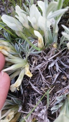 Astragalus gilviflorus