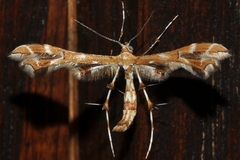 Geina periscelidactylus