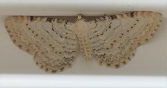 Eupithecia cretaceata