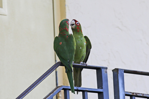 Aratinga mitrada (Psittacara mitratus)