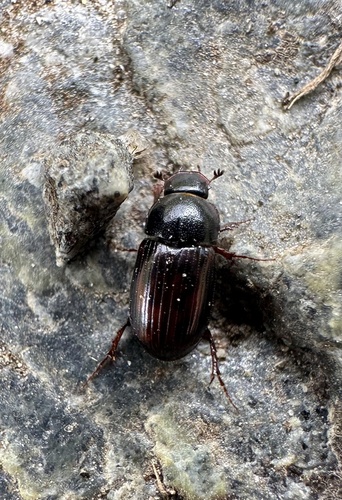 Agolius abdominalis abdominalis