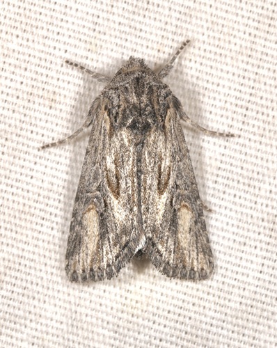 iNaturalist observation photo of Aseptis susquesa