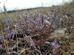 Polygonum bidwelliae