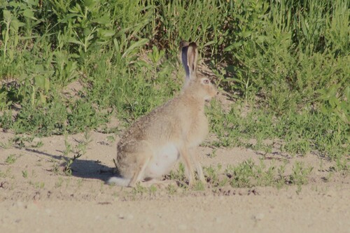 White-tailed Jackrabbit photographed in South Dakota