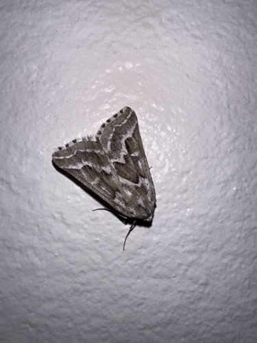 Sagebrush Girdle Moth photo 5