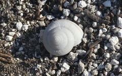 Helminthoglypta ayresiana