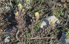Castilleja mollis