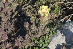 Castilleja mollis