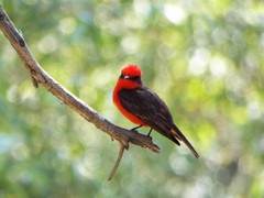 Pyrocephalus rubinus