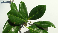 Chaetocarpus myrsinites