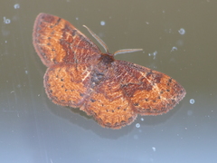 Leptostales rubromarginaria