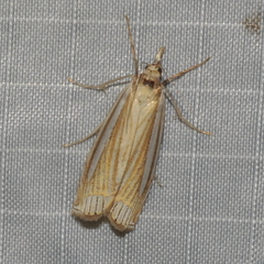 Crambus laqueatellus