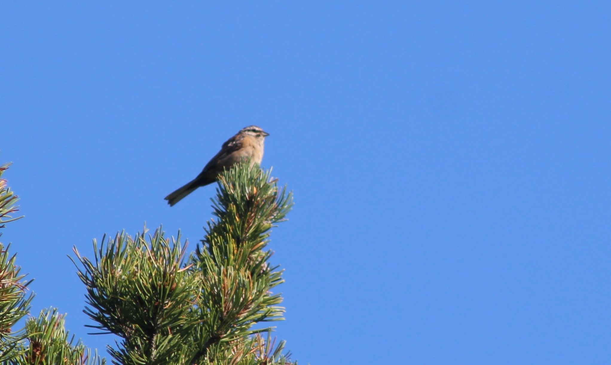 Rock Bunting
