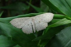 Perixera flavispila