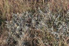 Astragalus miguelensis