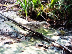 Passer domesticus