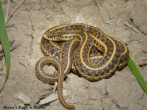 Plains Garter Snake