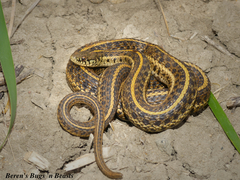 Plains Garter Snake photo 3