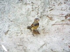 Passerina caerulea