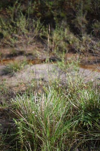Andropogon selloanus observed 2024-05-24
