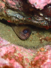 Masked Moray photo 3