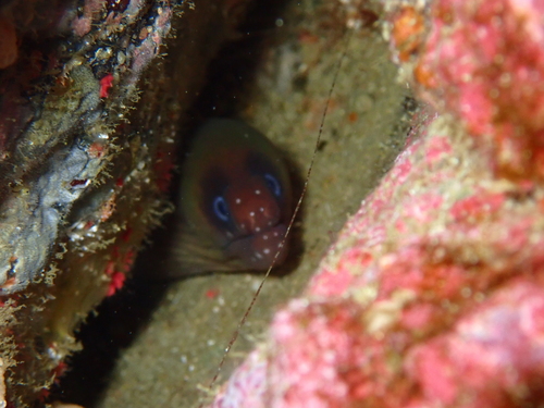 Masked moray (Gymnothorax panamensis) — Muraenidae — 2