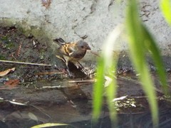 Passerina caerulea