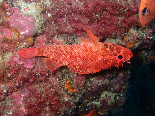Rainbow scorpionfish (Scorpaenodes xyris) — Scorpaenidae — 3