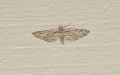 Eupithecia acutipennis
