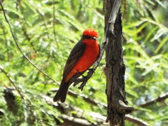 Pyrocephalus rubinus