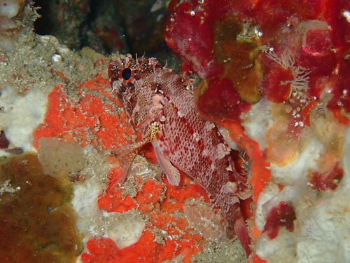 Rainbow scorpionfish (Scorpaenodes xyris) — Scorpaenidae — 4