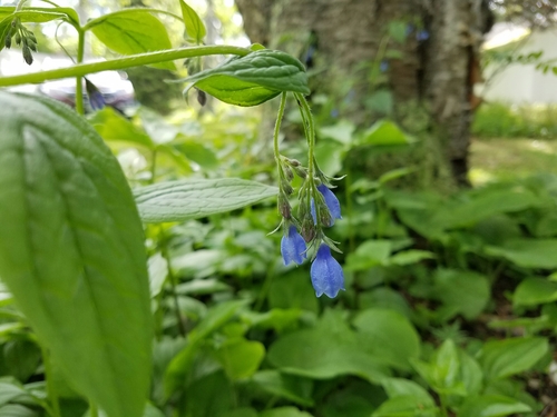 Mertensia paniculata var. borealis