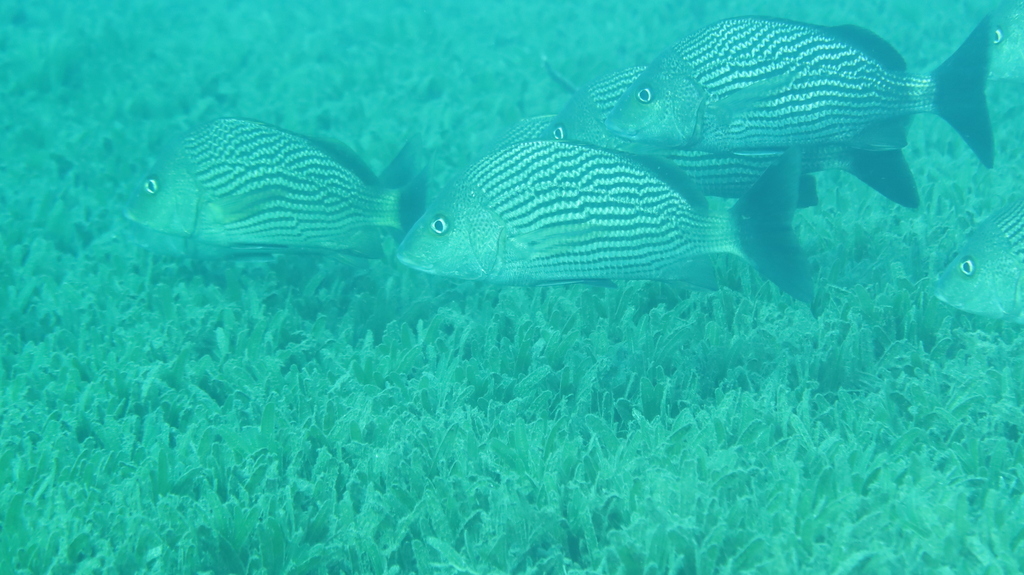 Zwarte knorbaars (Haemulon bonariense) — Haemulidae