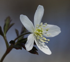 Anemonoides amurensis