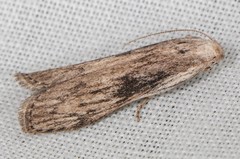 Aphomia fulminalis