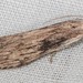 Aphomia fulminalis - Photo (c) Jason M Crockwell, some rights reserved (CC BY-NC-ND), uploaded by Jason M Crockwell