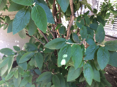 Viburnum × rhytidophylloides