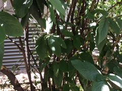 Viburnum × rhytidophylloides