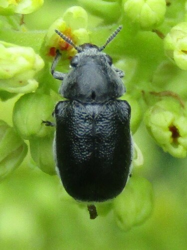 Lord Leaf Beetle photo 3
