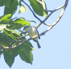 Phylloscartes sylviolus