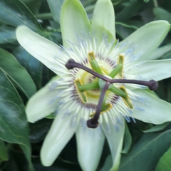 Passiflora caerulea