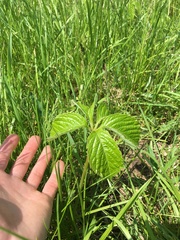 Viburnum rafinesqueanum