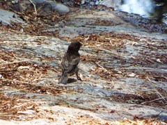 Haemorhous mexicanus