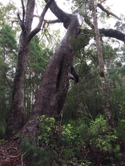 Eucalyptus pilularis