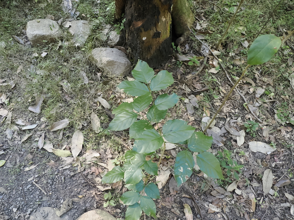 Indian beech tree from Brisbane QLD, Australia on June 9, 2024 at 12:54 ...