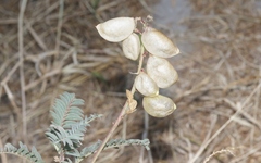 Astragalus curtipes
