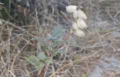 Astragalus curtipes