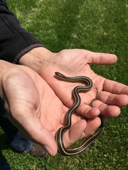 Thamnophis butleri