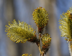 Salix schwerinii