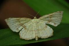 Corymica deducta